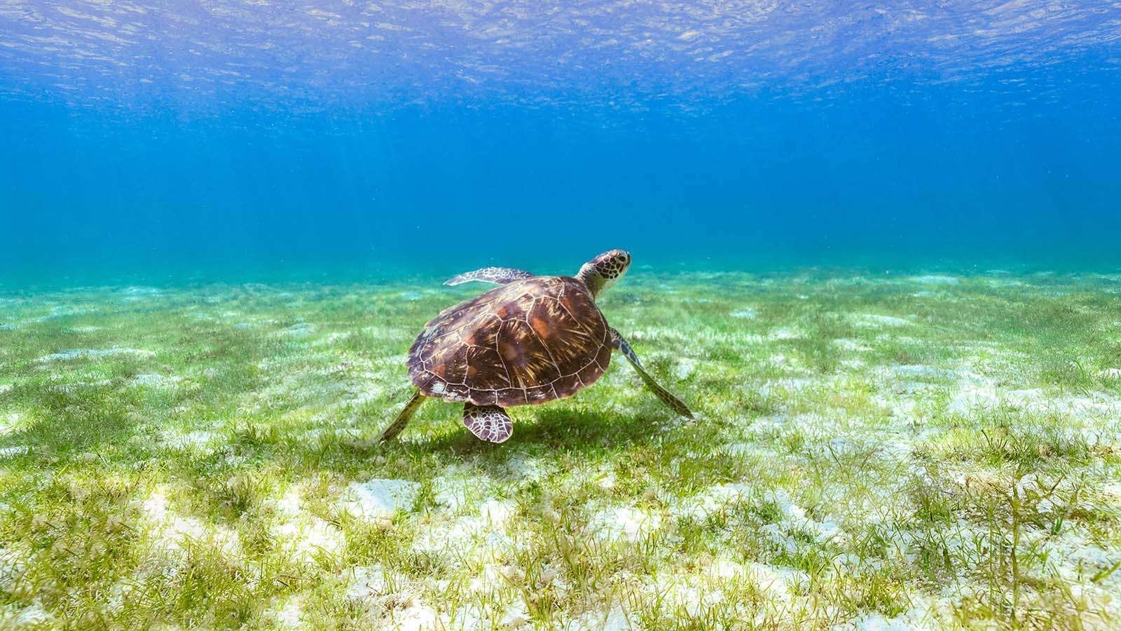 Turtle on the house reef
