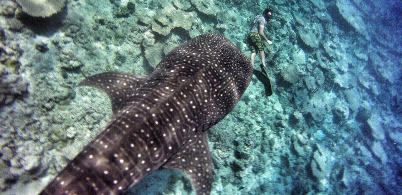 Whale shark snorkelling near Dhigurah