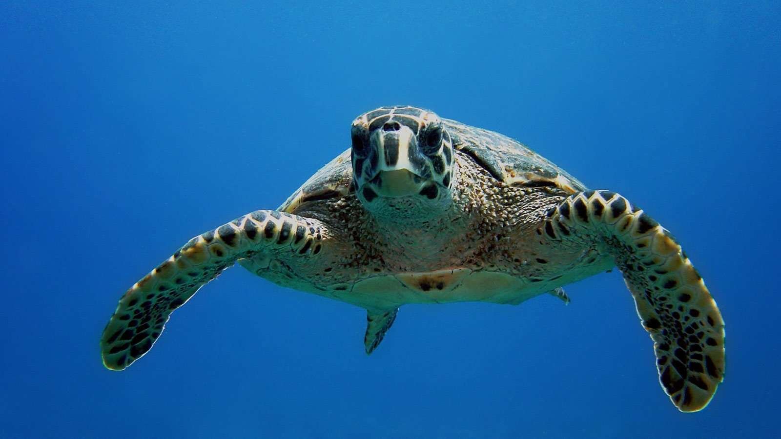 Turtle on the reef while snorkelling
