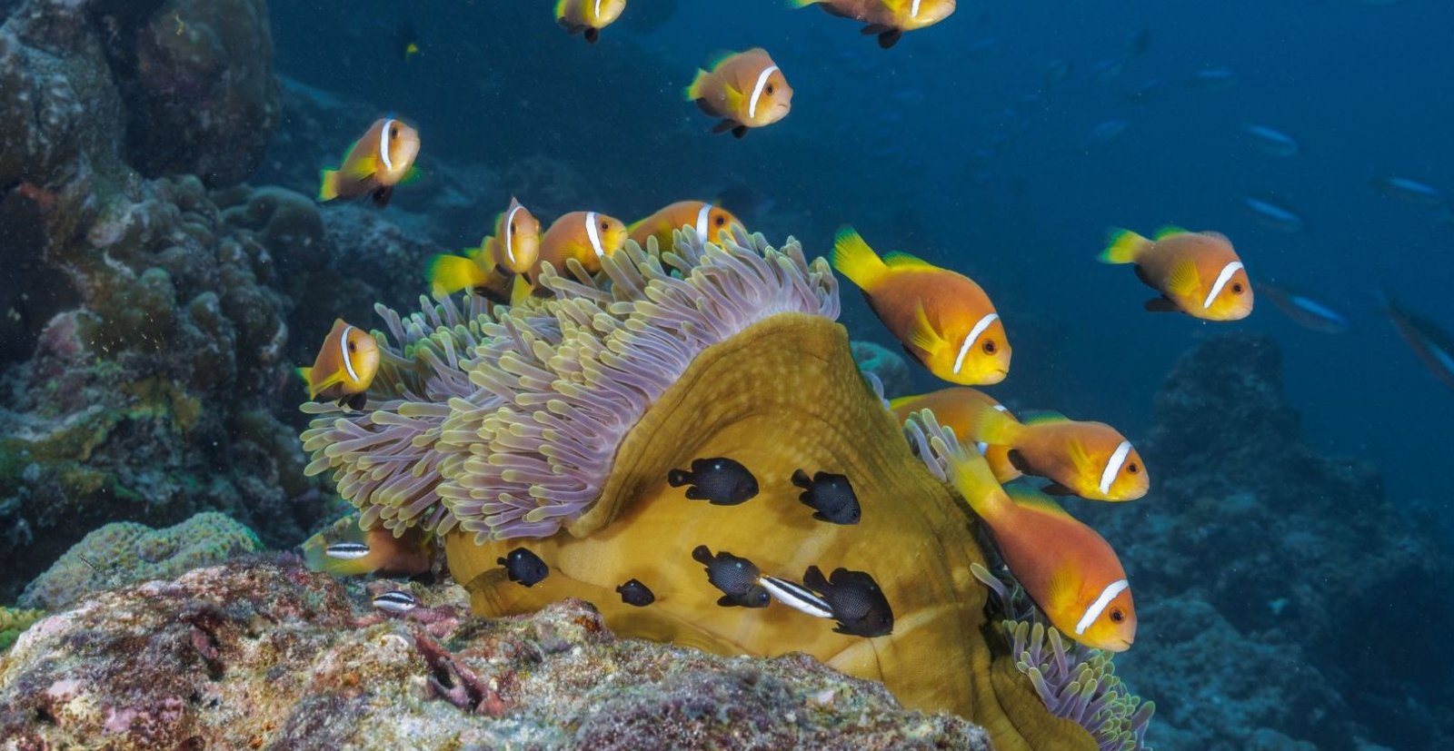 Clownfish on the house reef