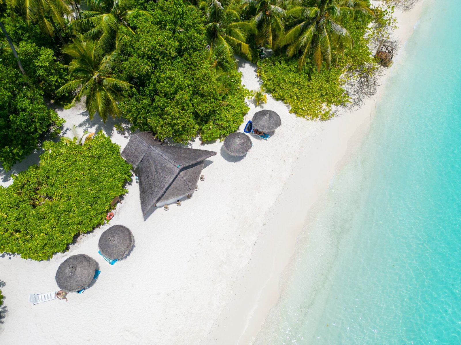 Aerial view of the beach and palm trees