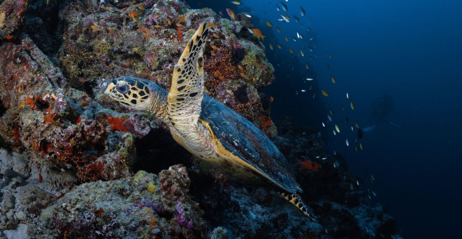 Hawksbill turtle on the house reef