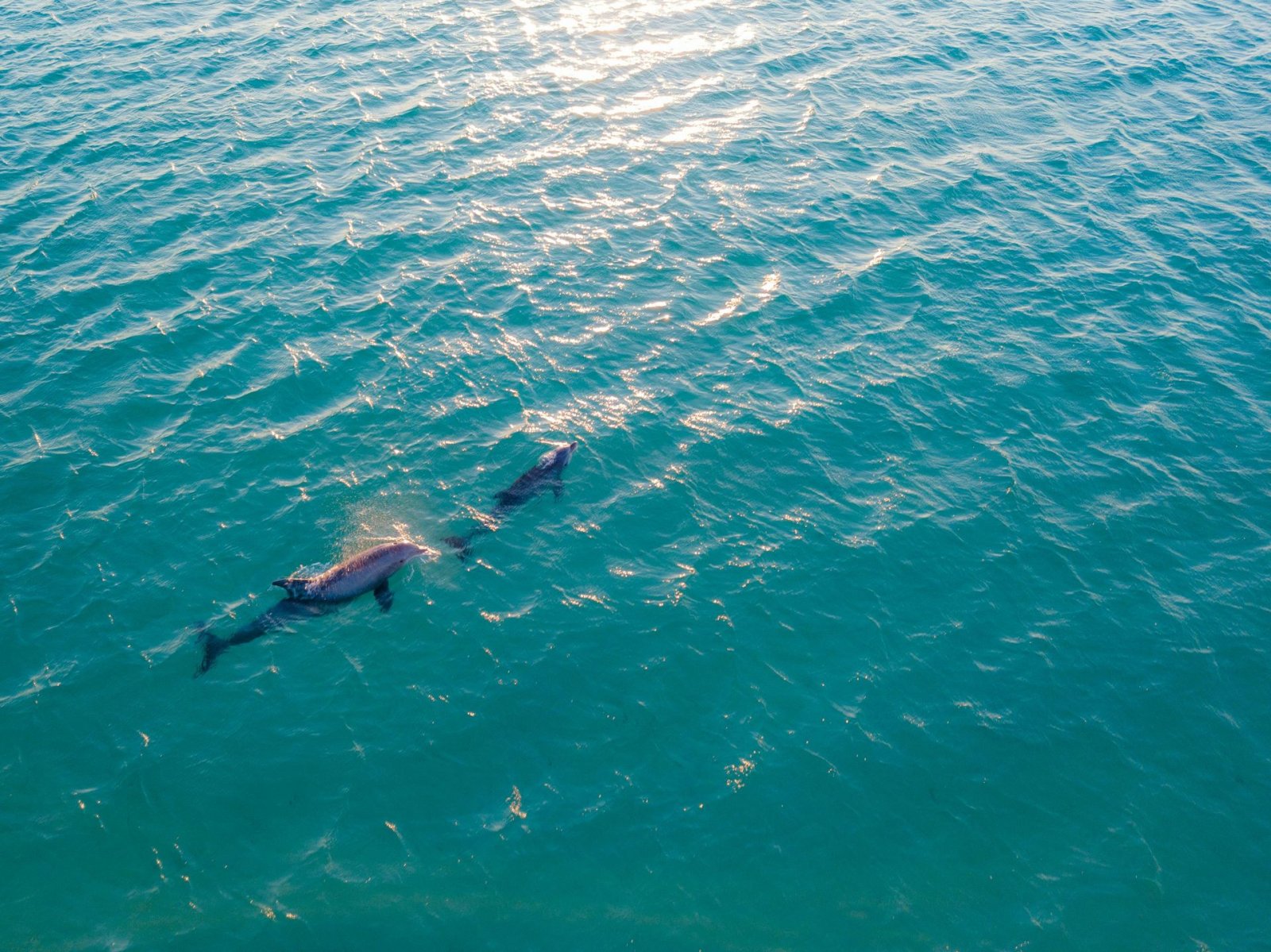 Dolphins seen from above on an excursion
