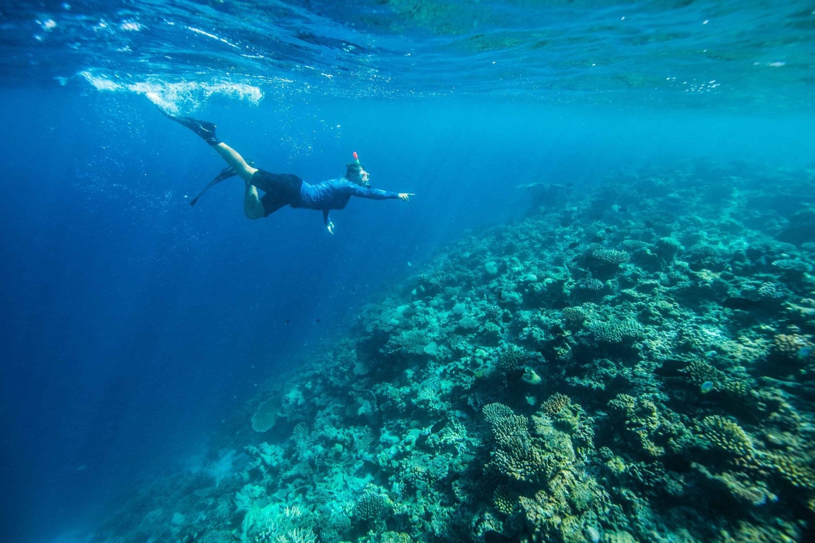 Diver swimming over the reef