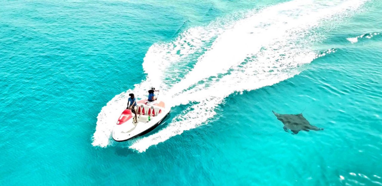 Manta ray encounter from the excursion boat