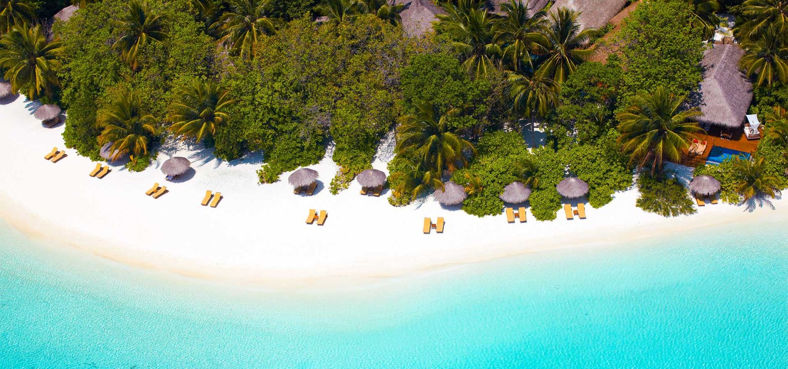 Beach and palm canopy from above