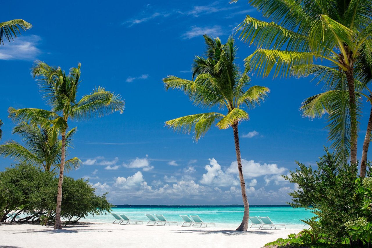 Palm-fringed beach