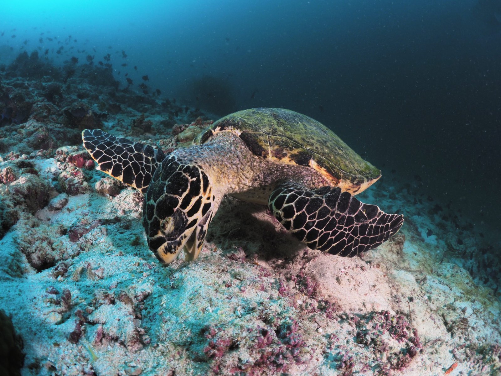 Turtle on the reef