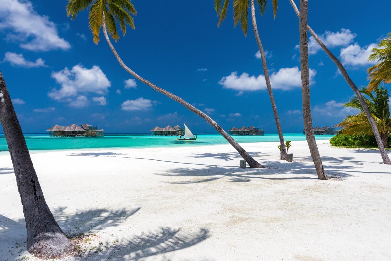 Palm-fringed white-sand beach