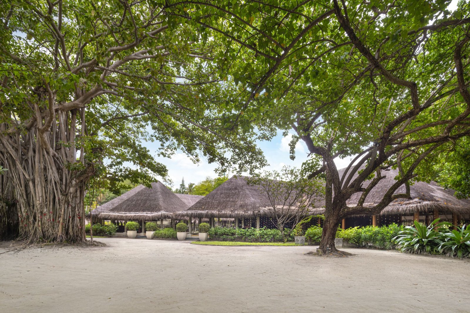 Banyan Restaurant under the banyan tree