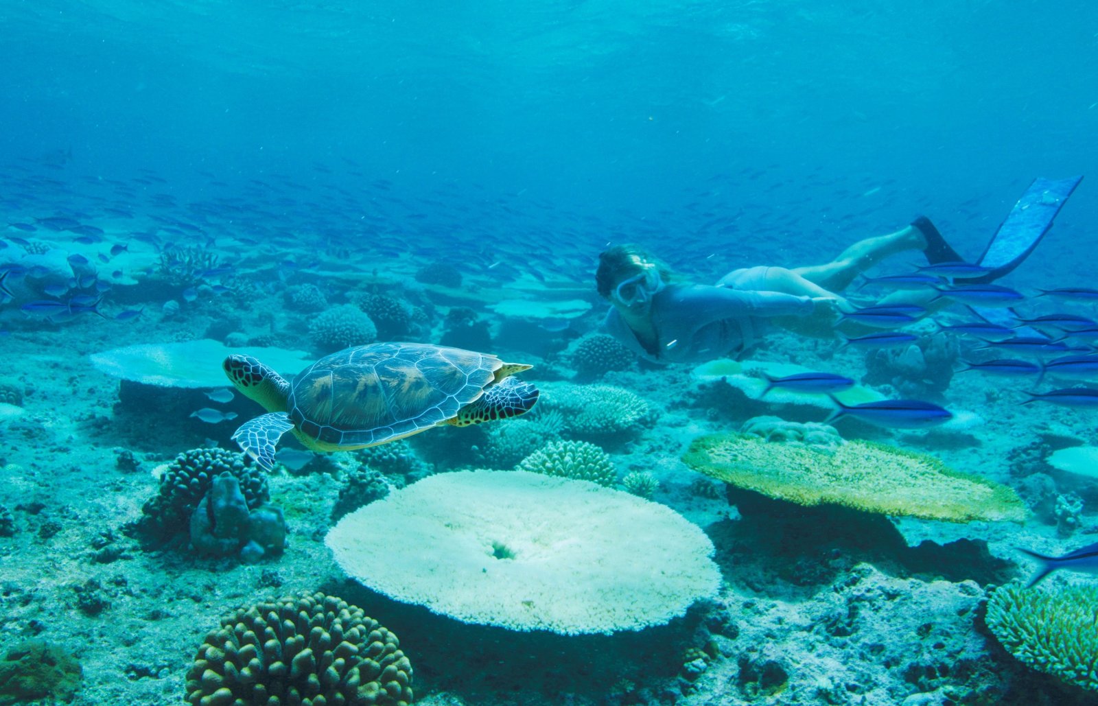 Turtle on the reef