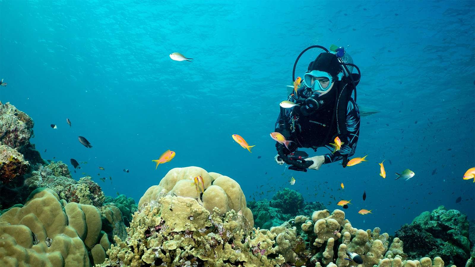 Diving on the house reef