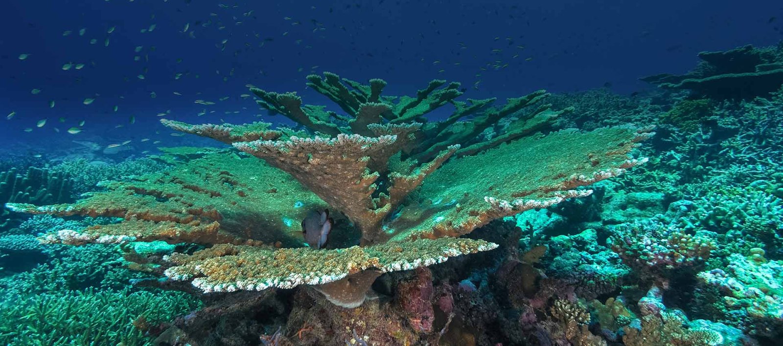 Coral reef underwater