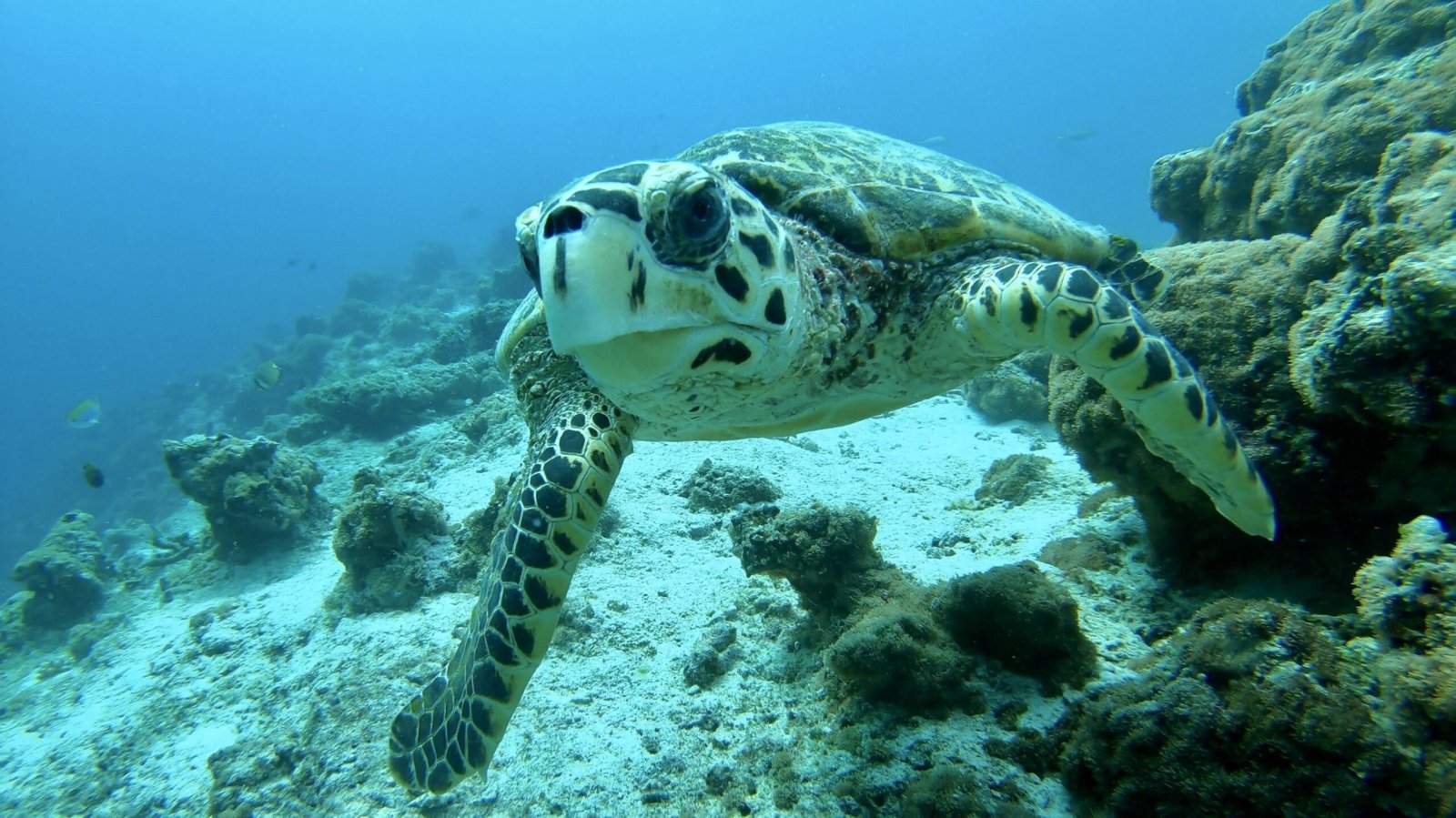 Turtle on a snorkelling excursion