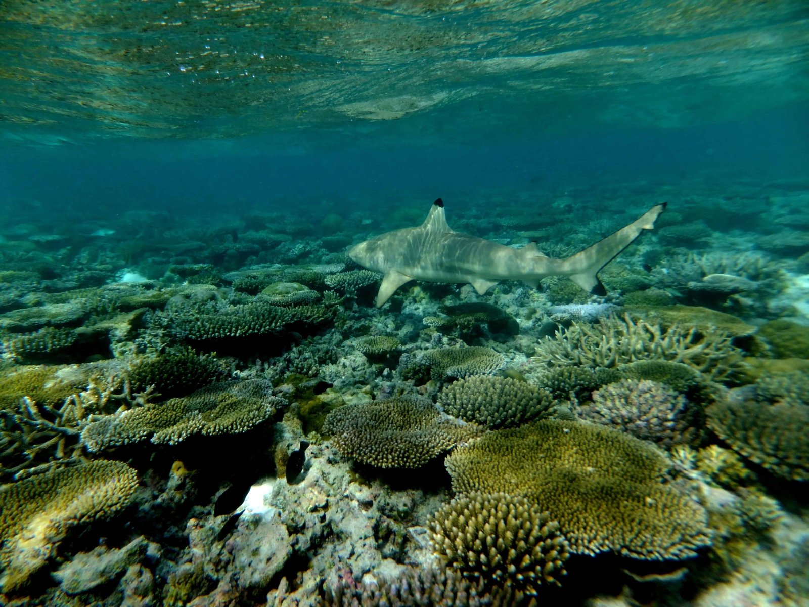 Coral reef underwater