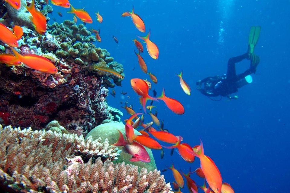 Diver on the house reef