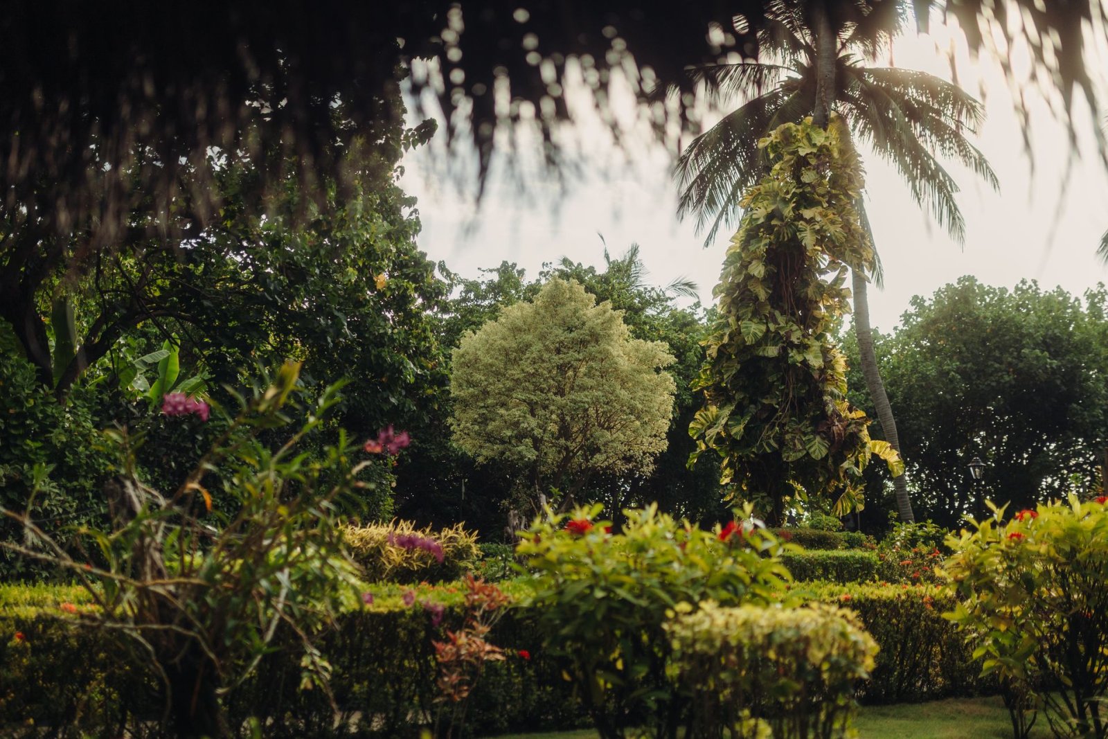Tropical gardens