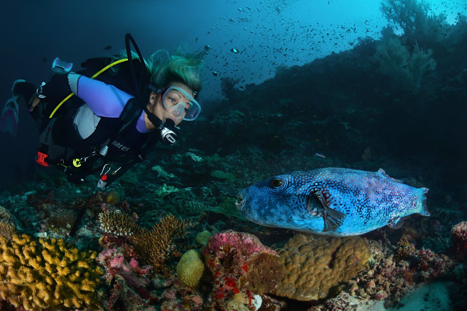 Scuba diver with marine life on the house reef