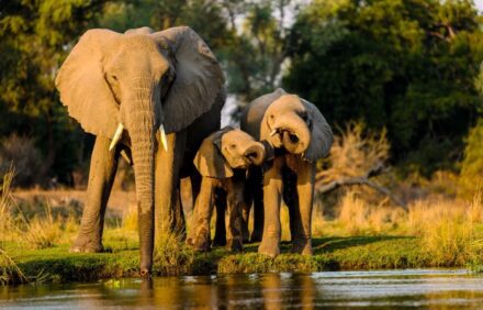 Sri Lanka “Big-Five” Weekender (leopard, elephant, sloth bear + seasonal blue whales)